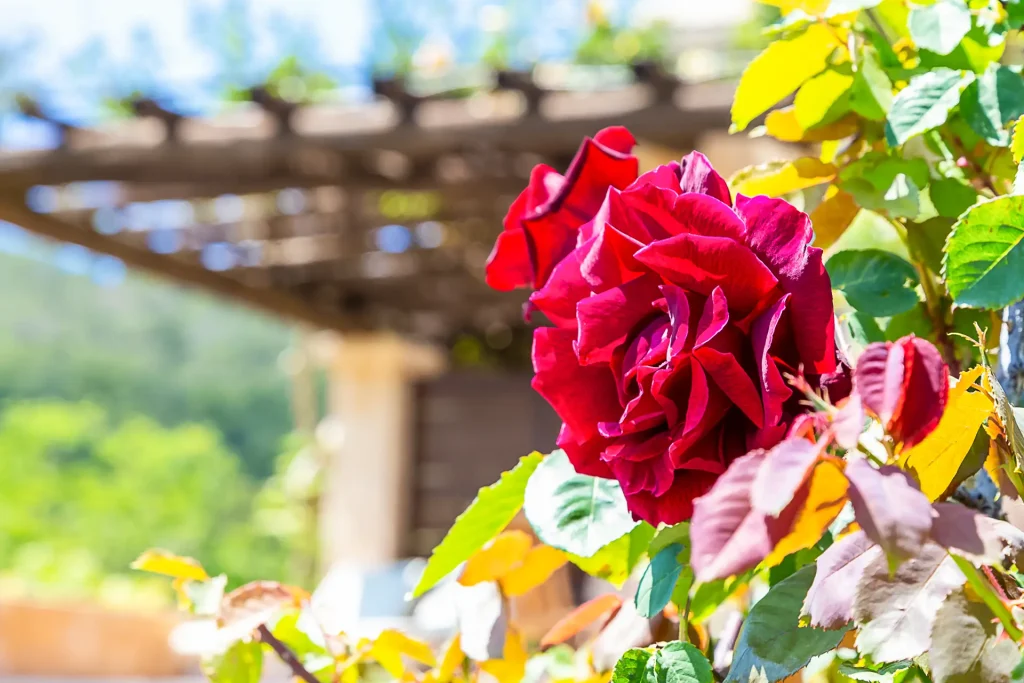 Retrato de una rosa roja en los exteriores cercanos a una de las habitaciones dobles del hotel rural Can Pujolet