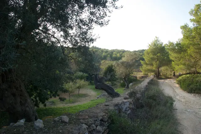 Canpujolet Walks 0002 Tiny