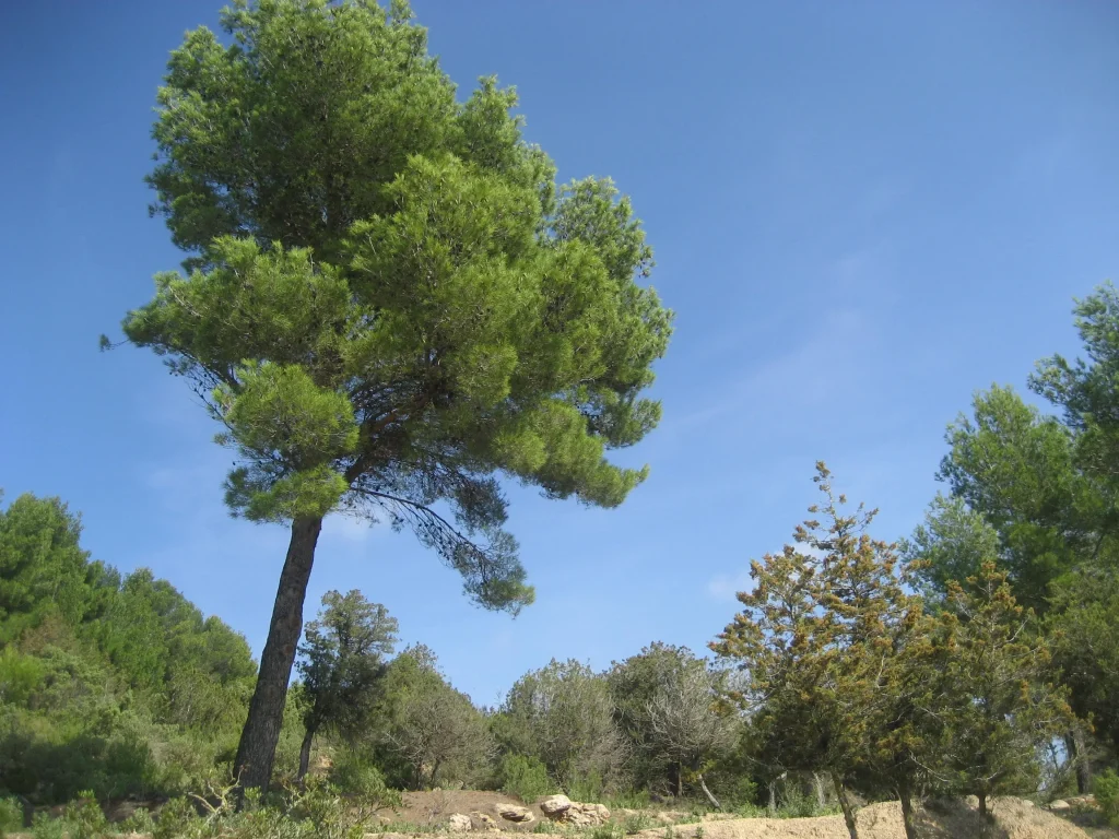 Canpujolet Walks 0003 Tiny